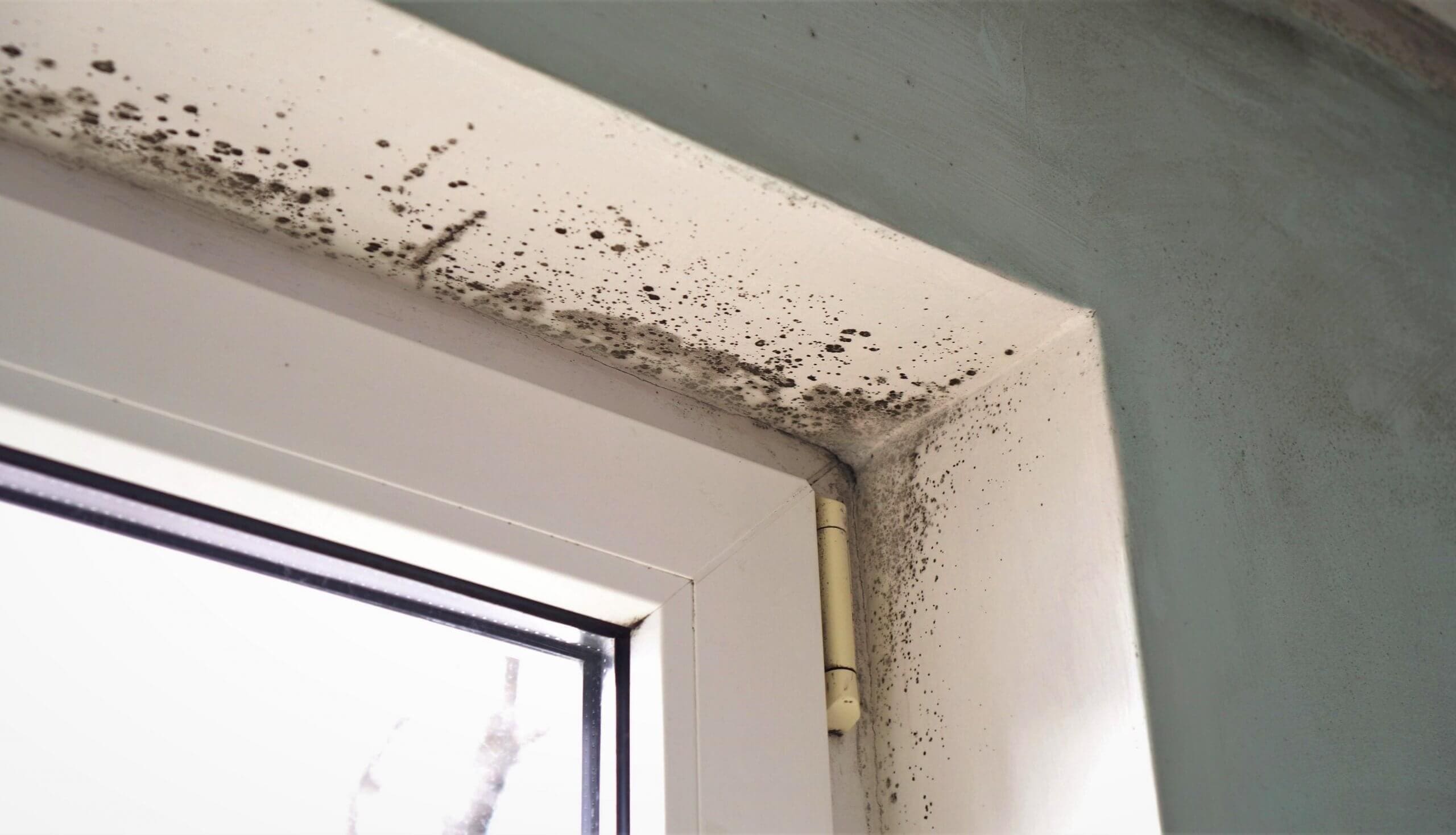 How To Prevent Fungi and Mold Growth in Your Home - IAQ.Works How To Prevent Fungi and Mold Growth in Your Home - IAQ.Works