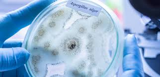 Cleanroom insulation solutions go head-to-head in independent testing of fungal contamination performance - Zotefoams Cleanroom insulation solutions go head-to-head in independent testing of fungal contamination performance - Zotefoams