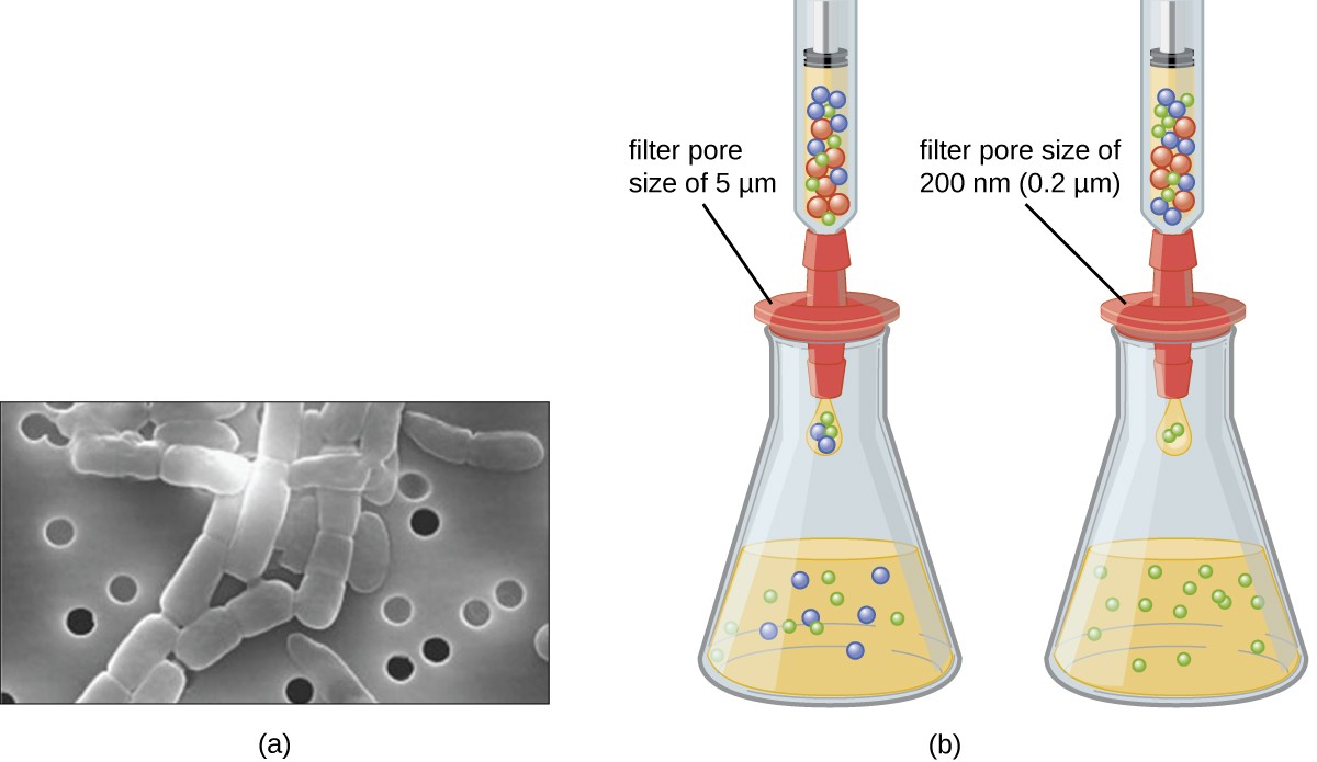 病毒的分离、培养和鉴定 | 微生物学 病毒的分离、培养和鉴定 | 微生物学