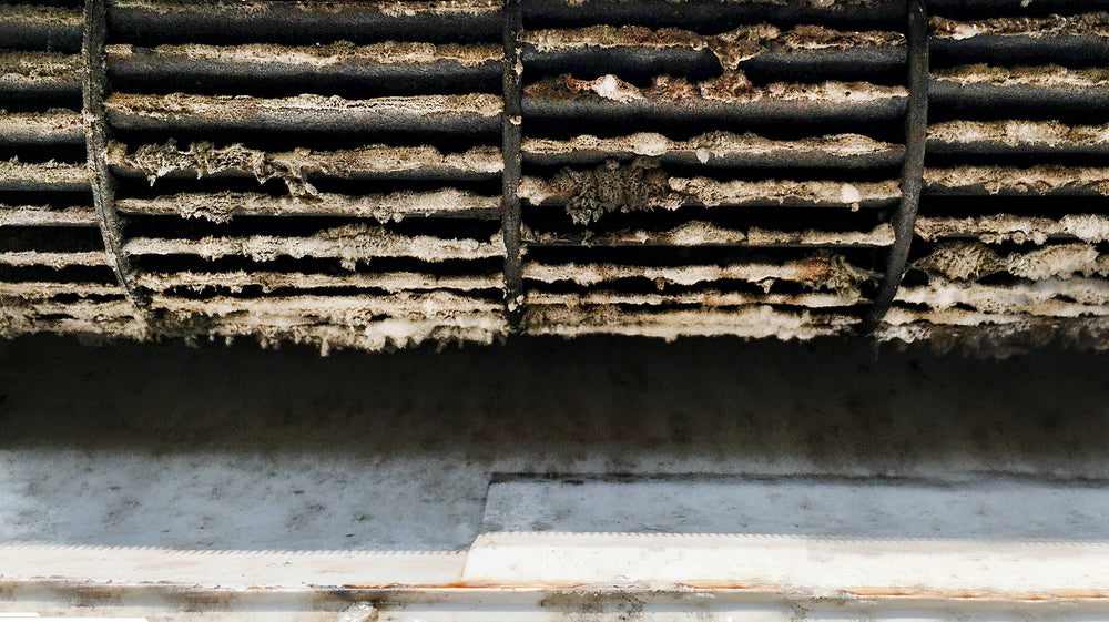 HEPA Filters and Black Mold: What You Need to Know | Air Oasis HEPA Filters and Black Mold: What You Need to Know | Air Oasis