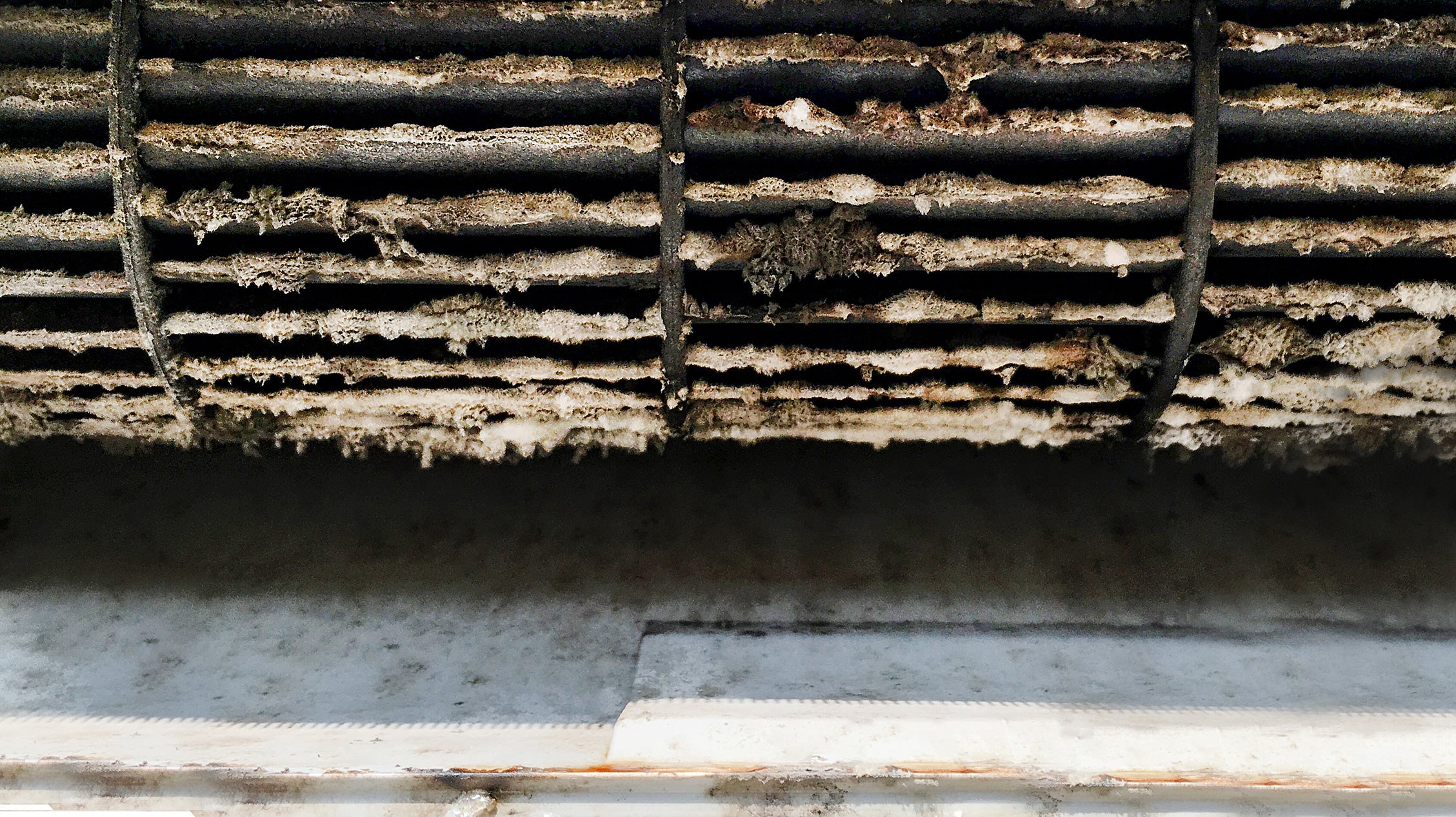HEPA Filters and Black Mold: What You Need to Know | Air Oasis HEPA Filters and Black Mold: What You Need to Know | Air Oasis