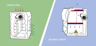 83f46beaad3fffc6e038c3504fcf5277_Laminar-Flow-vs-Biosafety-Cabinet.jpg 83f46beaad3fffc6e038c3504fcf5277_Laminar-Flow-vs-Biosafety-Cabinet.jpg