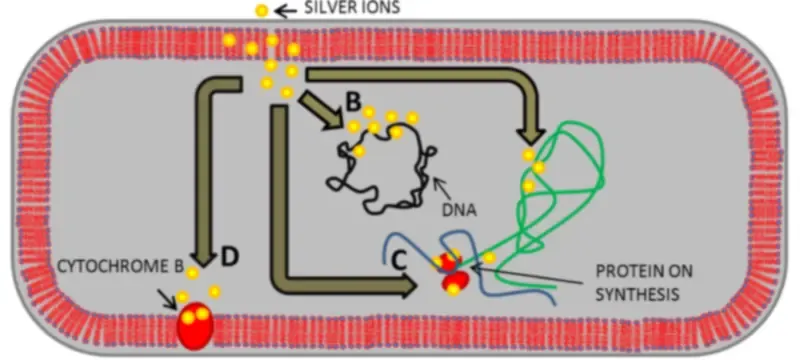 Antimicrobial surface silver ion mechanism Antimicrobial surface silver ion mechanism